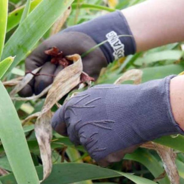 Rostaing - Gants de jardinage marron Roots - Taille 8-M - MEDIA_EN_SITUATION_1